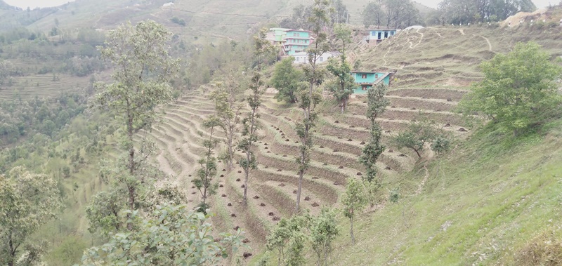 मध्यपहाडी क्षेत्रमा मकै छर्ने चटारो 